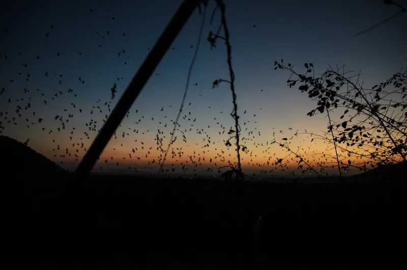 Cambodia: Battambang — 33