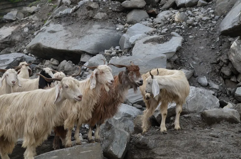 Manali to Leh, day one — 7