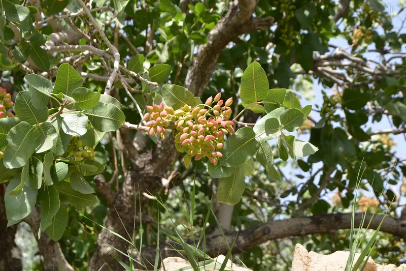 Yazd day trip: Karanagh - Chak Chak - Meybod — 7