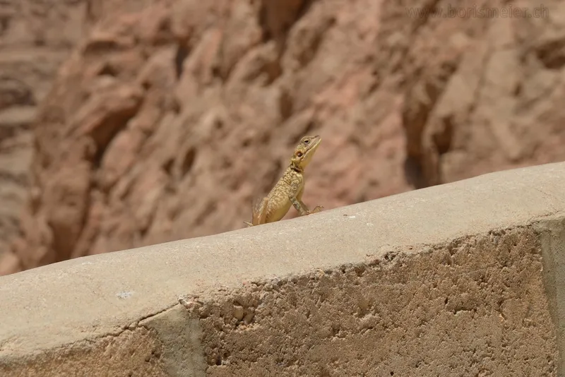 Yazd day trip: Karanagh - Chak Chak - Meybod — 10