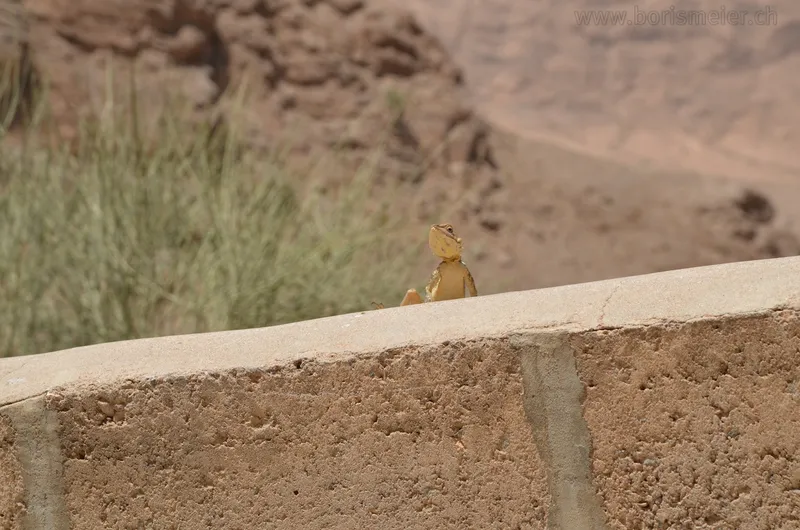 Yazd day trip: Karanagh - Chak Chak - Meybod — 11